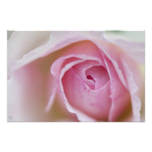 Color de rosa foto