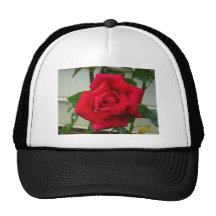 Color de rosa gorros  