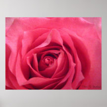Color de rosa hermoso poster