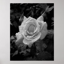 Color de rosa mojado poster