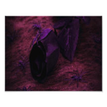 Color de rosa negro arte con fotos