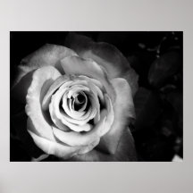 Color de rosa negro poster