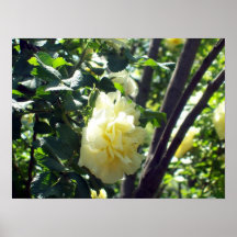 Color de rosa perfecto de la imagen del poster
