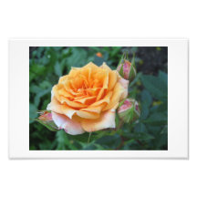 Color de rosa fotografía  