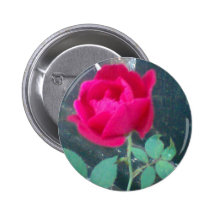 Color de rosa pin