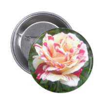 Color de rosa pins