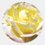 Color de rosa poner crema amarillo etiqueta