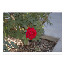color de rosa postales