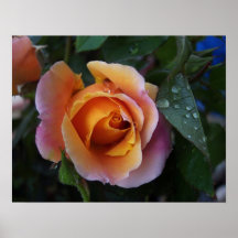 Color de rosa posters
