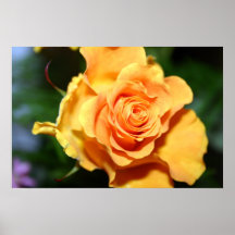 Color de rosa posters