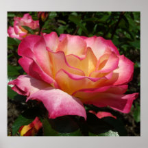 Color de rosa posters