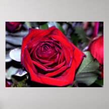 Color de rosa precioso poster