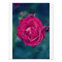 Color de rosa retro impresiones fotográficas