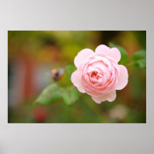 Color de rosa rosado de Brooklyn Impresiones