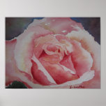 Color de rosa rosado del POSTER