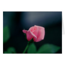color de rosa rosado felicitación