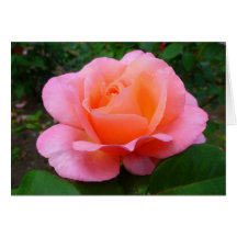 Color de rosa rosado felicitaciones