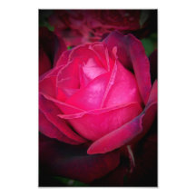 Color de rosa rosado foto