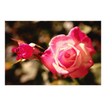 Color de rosa rosado fotografias