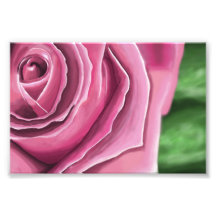 Color de rosa rosado fotografías  