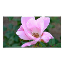 Color de rosa rosado fotos