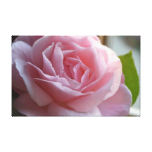 Color de rosa rosado hermoso en lona impresiones en lienzo estiradas