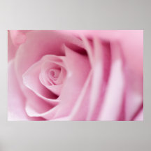 Color de rosa rosado impresiones