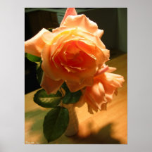 Color de rosa rosado impresiones
