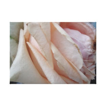 color de rosa rosado impresion de lienzo