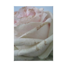 color de rosa rosado impresiones en lienzo estiradas