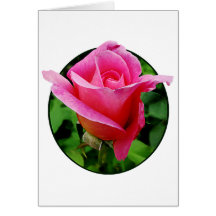 Color de rosa rosado oscuro felicitaciones