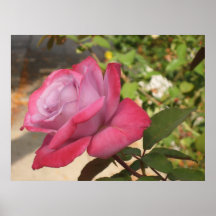Color de rosa rosado impresiones