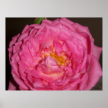Color de rosa rosado poster