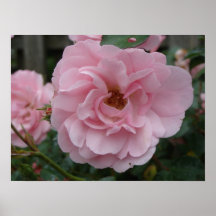 Color de rosa rosado posters