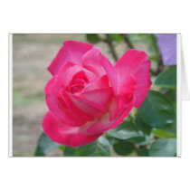 Color de rosa rosado tarjetas