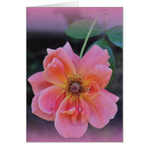 Color de rosa rosado tarjetas