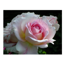 Color de rosa rosado tarjetas postales