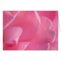Color de rosa rosado tarjetón