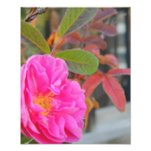 Color de rosa salvaje de la caída impresiones fotográficas