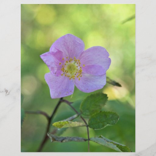 Color de rosa salvaje en reserva del nacional de K Tarjetones