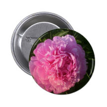 Color de rosa salvaje pins