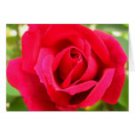 Color de rosa tarjeta