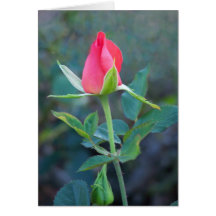 Color de rosa - tarjeta del cielo de la mermelada
