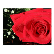 Color de rosa tarjeta postal