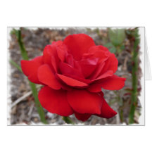 Color de rosa tarjetas