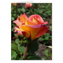Color de rosa tarjetas