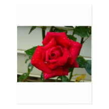 Color de rosa tarjetas postales