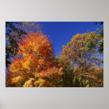 Color del otoño posters