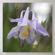 Colorado Columbine Poster