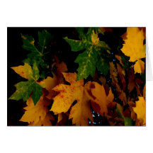COLORES DE LA CAÍDA FELICITACIÓN